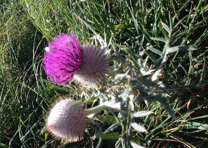 Haus Lechner Apart-hotel 4*