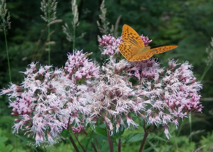 Haus Lechner Apart-hotel