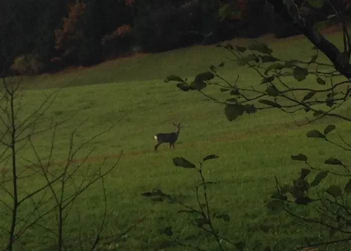 Aparthotel Haus Lechner Sankt Jakob in Haus